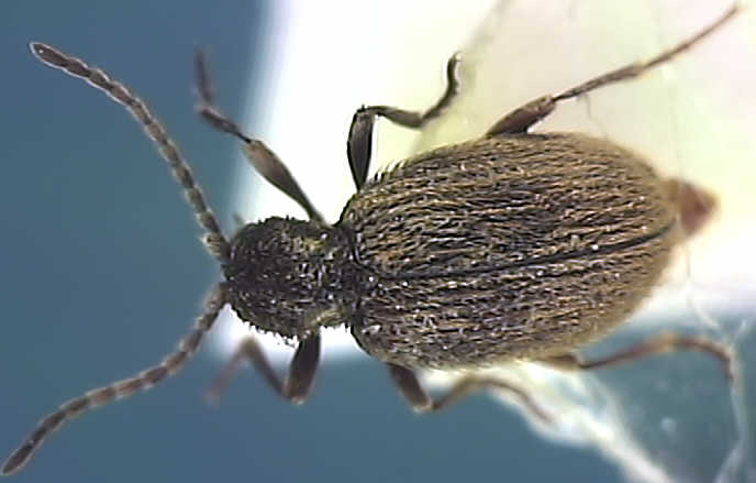 Ptinus tectus